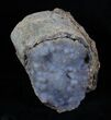Blue Forest Petrified Wood Limb Section - lbs #3269-2